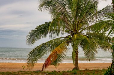 Hindistan cevizi ve palmiye ağaçlarıyla kaplı Tayland Chumphon bölgesindeki vahşi sahil hem karada hem suda hem de arka planda mavi bir gökyüzü.