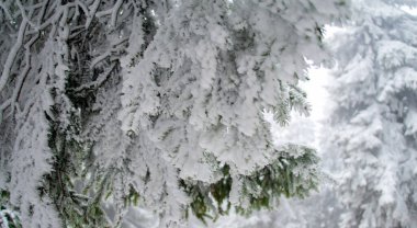 Romanya 'nın Bucegi Dağları' nda kış başlarken, karlı köknar ağaçları, mavi gökyüzü ve kar yağışıyla