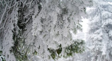 Romanya 'nın Bucegi Dağları' nda kış başlarken, karlı köknar ağaçları, mavi gökyüzü ve kar yağışıyla