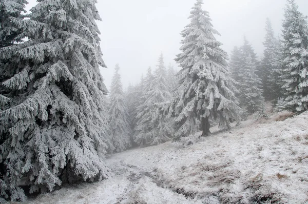 Inizio Inverno Sui Monti Bucegi Romania Con Abeti Innevati Cielo — Foto Stock