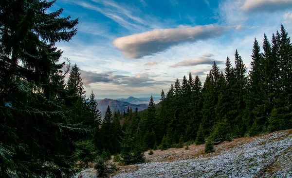 ブエギ山脈ルーマニアの冬の始まり 雪のモミの木 青い空と雪 — ストック写真