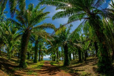 Tayland Chumphon bölgesinde palmiye ağaçları ve hindistan cevizi ağaçları olan egzotik ve vahşi manzaralar, trafik ve kalabalık olmayan turistler tarafından sıklıkla görülmez..