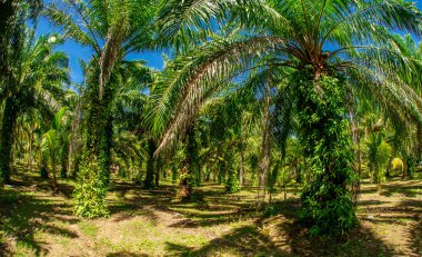 Tayland Chumphon bölgesinde palmiye ağaçları ve hindistan cevizi ağaçları olan egzotik ve vahşi manzaralar, trafik ve kalabalık olmayan turistler tarafından sıklıkla görülmez..