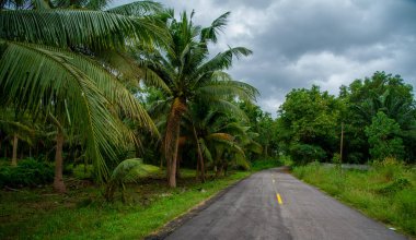 Tayland Chumphon bölgesinde palmiye ağaçları ve hindistan cevizi ağaçları olan egzotik ve vahşi manzaralar, trafik ve kalabalık olmayan turistler tarafından sıklıkla görülmez..
