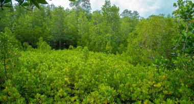 Beautiful Chumphon National Park landscape in Thailand