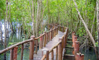 Tayland 'ın orta Chumphon bölgesindeki turistlerden bir şeyler çalmaya çalışan maymunlarla çevrili ahşap köprüler.