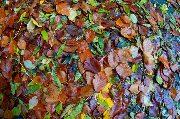 Red Orange Autumn Leaves Background Outdoor Colorful Backround Image Fallen — Stock Photo, Image