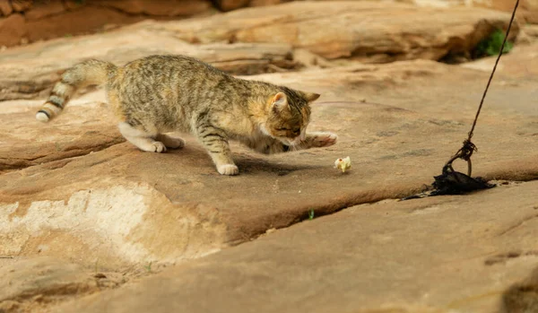 観光客やベドウィンからの廃棄物を餌とするペトラ ジョーダンの標高に生息する野生の猫 — ストック写真