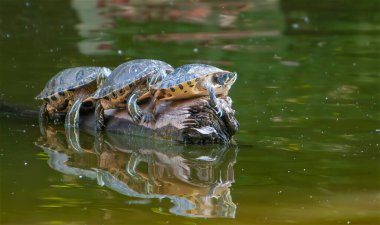 Kaplumbağalar, Romanya 'da Bükreş' te bir gölde yeşil suda yüzen ağaçlara tırmanarak güneşte otururlar.