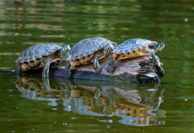 Kaplumbağalar, Romanya 'da Bükreş' te bir gölde yeşil suda yüzen ağaçlara tırmanarak güneşte otururlar.