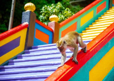 Macaque (Macaca fascicularis) maymun Batu Mağaraları, Kuala Lumpur, Malezya. Eskiden turistlerden yiyecek ve kişisel eşyalar çalıp merdivenlerde oynarlardı. Seçici odak.