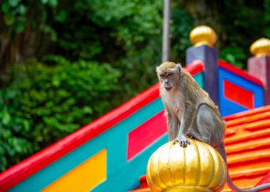 Macaque (Macaca fascicularis) maymun Batu Mağaraları, Kuala Lumpur, Malezya. Eskiden turistlerden yiyecek ve kişisel eşyalar çalıp merdivenlerde oynarlardı. Seçici odak.