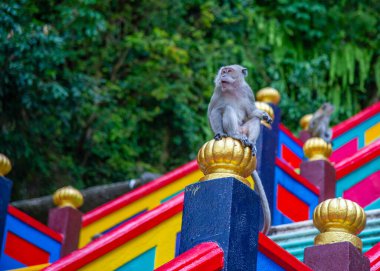 Macaque (Macaca fascicularis) maymun Batu Mağaraları, Kuala Lumpur, Malezya. Eskiden turistlerden yiyecek ve kişisel eşyalar çalıp merdivenlerde oynarlardı. Seçici odak.