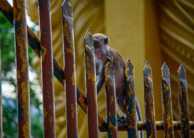 Macaque (Macaca fascicularis) maymun Batu Mağaraları, Kuala Lumpur, Malezya. Eskiden turistlerden yiyecek ve kişisel eşyalar çalıp merdivenlerde oynarlardı. Seçici odak.