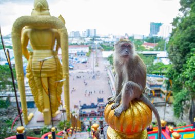 Macaque (Macaca fascicularis) maymun Batu Mağaraları, Kuala Lumpur, Malezya. Eskiden turistlerden yiyecek ve kişisel eşyalar çalıp merdivenlerde oynarlardı. Seçici odak.