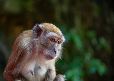 Macaque (Macaca fascicularis) maymun Batu Mağaraları, Kuala Lumpur, Malezya. Eskiden turistlerden yiyecek ve kişisel eşyalar çalıp merdivenlerde oynarlardı. Seçici odak.