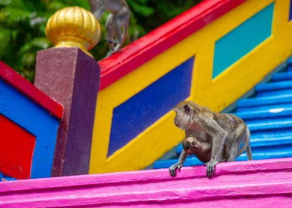 Mono Macaco Macaca Fascicularis Batu Caves Kuala Lumpur Malasia Solían — Foto de Stock