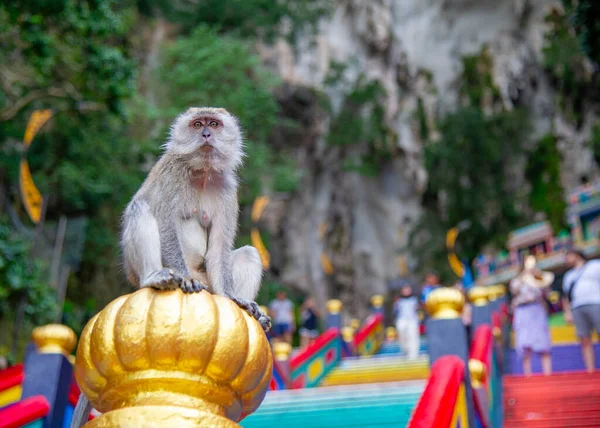 Macaque (Macaca fascicularis) maymun Batu Mağaraları, Kuala Lumpur, Malezya. Eskiden turistlerden yiyecek ve kişisel eşyalar çalıp merdivenlerde oynarlardı. Seçici odak.