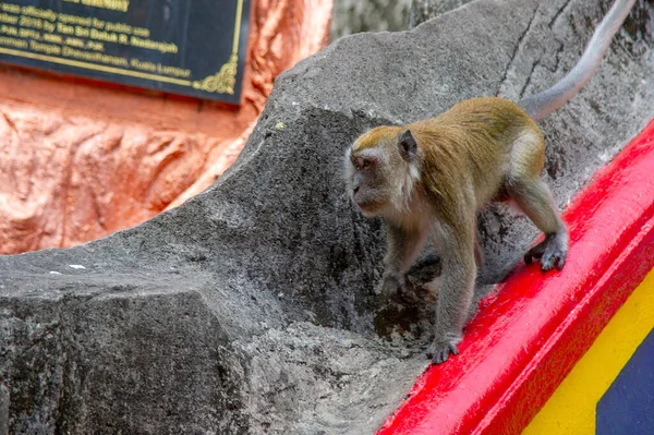 Macaque Macaca Fascicularis Monkey Batu Caves Kuala Lumpur Malaysia Use — Stock Photo, Image