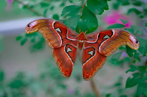 Καστανά Και Λευκά Χρωματιστά Πεταλούδα Φωτογραφήθηκε Από Κοντά Κάθεται Ένα — Φωτογραφία Αρχείου