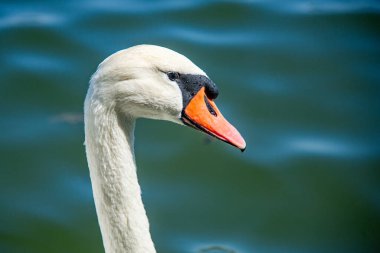 Göldeki güzel beyaz kuğular çok yakından çekilmiş portreler.