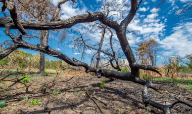 Romanya 'daki IOR parkında kasıtlı olarak yanan ağaçlar
