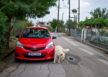 23 Ağustos 2022-Roditis - Yunan - Büyük açık sarı köpek kırmızı bir arabanın tekerine işiyor.