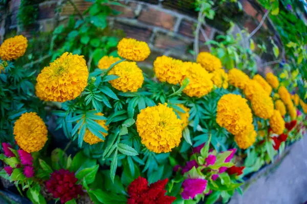 Yellow and red flowers arranged on a walkway, selective focus