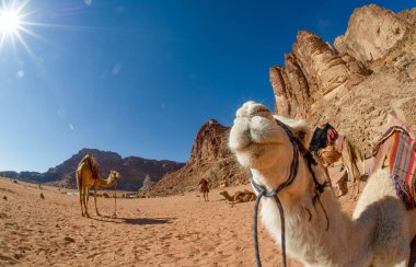 Desert Wadi Rum 'da Develer, Ay Vadisi, Red Sand, Red Sandstone, Ürdün