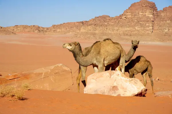 Camellos Desierto Wadi Ron Valle Luna Arena Roja Arenisca Roja Fotos De Stock