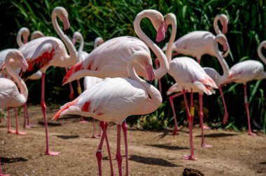 Çok güzel pembe flamingo kuşları otların arasında sessizce yürüyor.