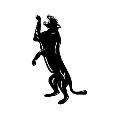 Kocaman dişleri olan siyah panter.