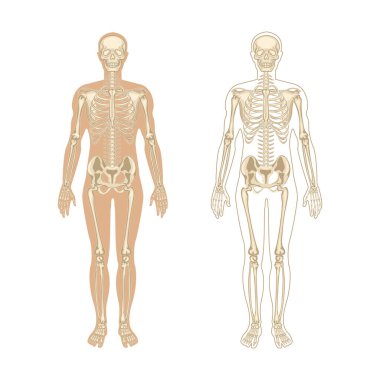 İnsan iskeleti anatomisi. Vücutta kafatasının ve kemiklerin düz çizimi. Cadılar Bayramı, tıp, eğitim veya bilim afişi