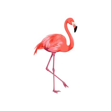 Uzun bacaklı ve eğri boyunlu pembe flamingo, düz vektör stiliyle çizilmiş.