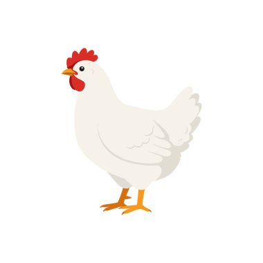 Düz vektör biçiminde bembeyaz tavuk