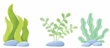 Deniz yosunları, deniz yosunları, deniz yosunu. Beyaz arkaplanda izole edilmiş vektör illüstrasyonu