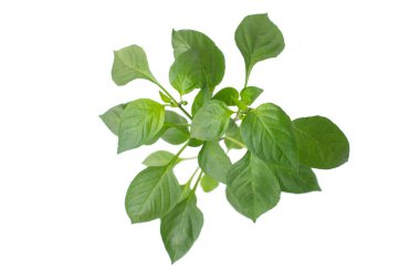 bitki yaprakları beyaz arkaplanda izole