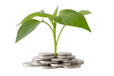 plant grow from coins isolated on white background