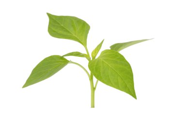 Yapraklı taze yeşil bitki, kesilmiş.