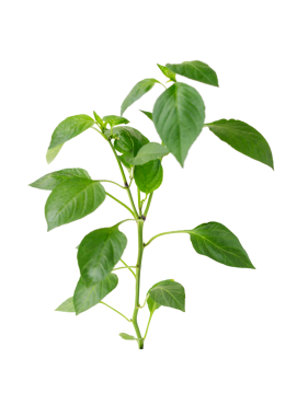 Yeşil yapraklı bitki dalı, kesilmiş, beyaz arka planda izole edilmiş.