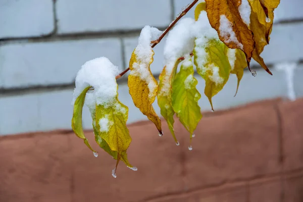 Beautiful Branch Autumn Leaves First Snow Late Fall Early Winter — Stock Photo, Image