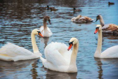 Beautiful white swans swim in the river on a winter day. Dnipro River, Kyiv, Ukraine.