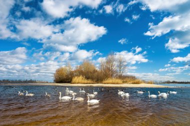 White swans swim in the wavy river on a sunny spring day. Picturesque sky. Dnipro River, Cherkasy, Ukraine.