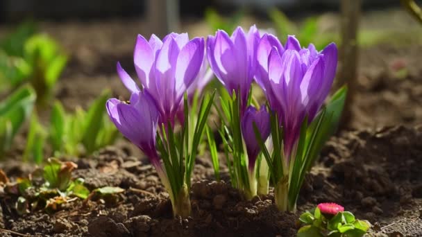 Bees Fly Beautiful Blooming Purple Crocuses Illuminated Sunlight First Spring — Stockvideo