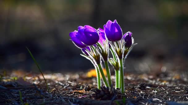 Beautiful Pasque Flowers Illuminated Morning Sunlight Spring Forest Motion Shadow — Stock video