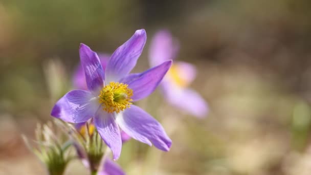 Beautiful Pasque Anemone Wild Flowers Swing Wind Sunny Spring Meadow — Stock videók