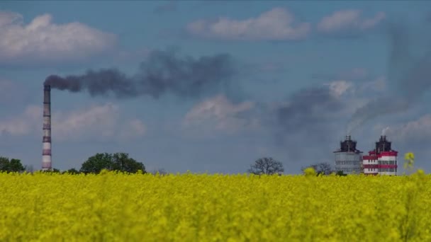 Kwitnące Pole Rzepakowe Pierwszym Planie Palenie Rur Przemysłowych Tle Szybki — Wideo stockowe