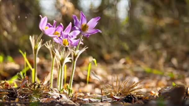 Piękne Kwitnące Kwiaty Paski Podążają Słońcem Wiosennym Lesie Czas Upływu — Wideo stockowe
