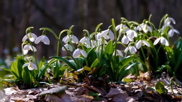 Flores Nieve Primavera Bosque Moviéndose Lentamente Viento Ligero Concepto Vacaciones — Vídeo de stock