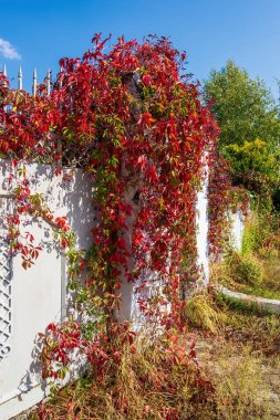 Beyaz bir duvarın üzerinde parlak kırmızı sonbahar yaprakları ile zengin Virginia sarmaşığı, mavi gökyüzüne ve arka planda yeşil ağaçlara çarpıcı bir kontrast oluşturur